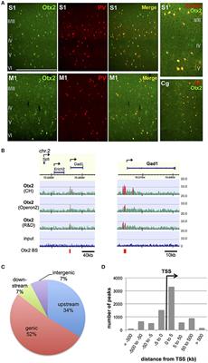 Genome-Wide Target Analyses of Otx2 Homeoprotein in Postnatal Cortex